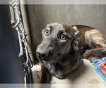 SNICKERS - Male Labrador Retriever Dog for Adoption - Small photo