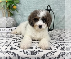 Miniature Bernedoodle Puppy for sale in FRANKLIN, IN, USA