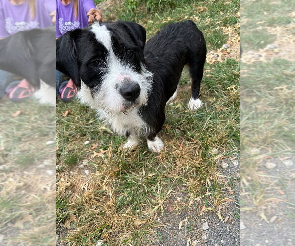 Medium Photo #4 Mutt Puppy For Sale in Lawrenceville, NJ, USA