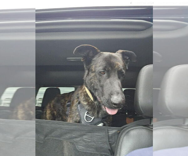 Medium Photo #1 Holland Shepherd-Unknown Mix Puppy For Sale in Imlay City, MI, USA