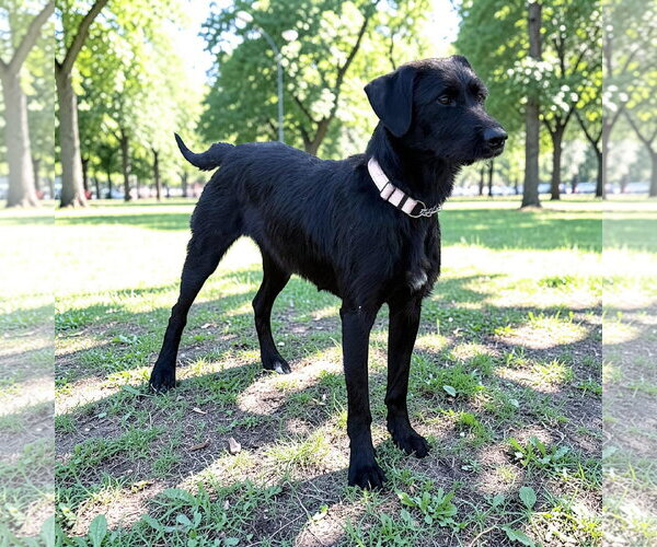 Medium Photo #1 Mutt Puppy For Sale in Valrico, FL, USA