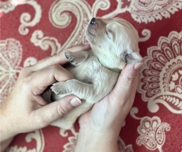 Medium Photo #3 Golden Retriever Puppy For Sale in FRANKLINTON, NC, USA