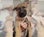 Small German Shepherd Dog