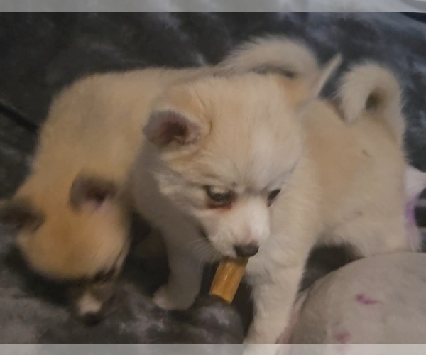 Medium Photo #178 Pomsky Puppy For Sale in LOVELAND, CO, USA