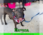 Small #8 Labrador Retriever Mix