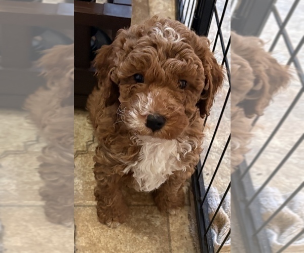 Medium Photo #3 Goldendoodle (Miniature) Puppy For Sale in SAINT MARYS, KS, USA