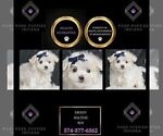 Puppy Frosty Maltese