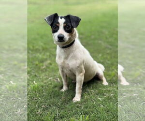 Chihuahua Dogs for adoption in PIPE CREEK, TX, USA