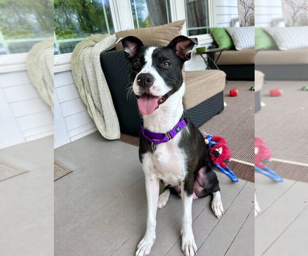 Medium Photo #7 Boxer-Unknown Mix Puppy For Sale in Mooresville, NC, USA