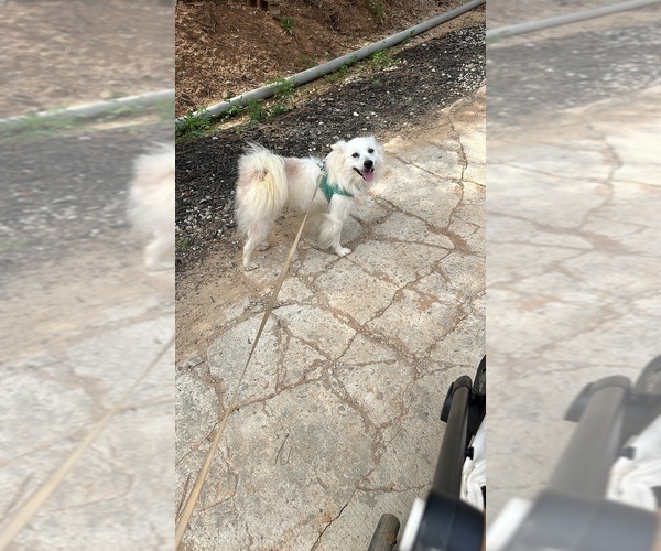 Medium Photo #1 American Eskimo Dog Puppy For Sale in ALPHARETTA, GA, USA