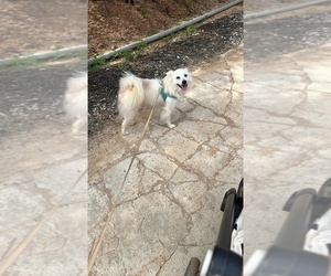Father of the American Eskimo Dog puppies born on 04/30/2026