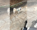 Small Photo #1 American Eskimo Dog Puppy For Sale in ALPHARETTA, GA, USA