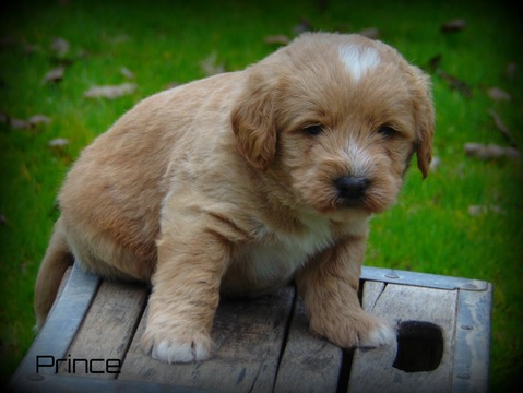 Medium Photo #1 Labradoodle Puppy For Sale in SQUAW VALLEY, CA, USA