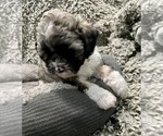Small Photo #11 Zuchon Puppy For Sale in RENO, NV, USA