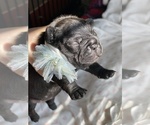 Small Photo #6 French Bulldog Puppy For Sale in SACRAMENTO, CA, USA