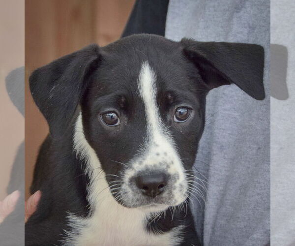 Medium Photo #6 Australian Shepherd-Unknown Mix Puppy For Sale in Huntley, IL, USA