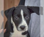 Small #5 Australian Shepherd Mix