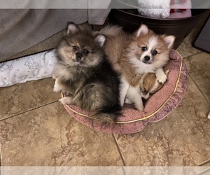 Pomeranian Puppy for sale in SAN ANTONIO, TX, USA