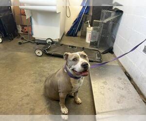 American Pit Bull Terrier Dogs for adoption in Corona, CA, USA