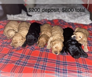 Goldendoodle Puppy for sale in COLUMBUS, OH, USA