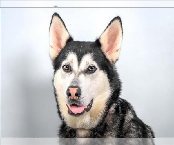 Medium Photo #2 German Shepherd Dog-Siberian Husky Mix Puppy For Sale in Fort Collins, CO, USA