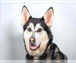 Small #1 German Shepherd Dog-Siberian Husky Mix