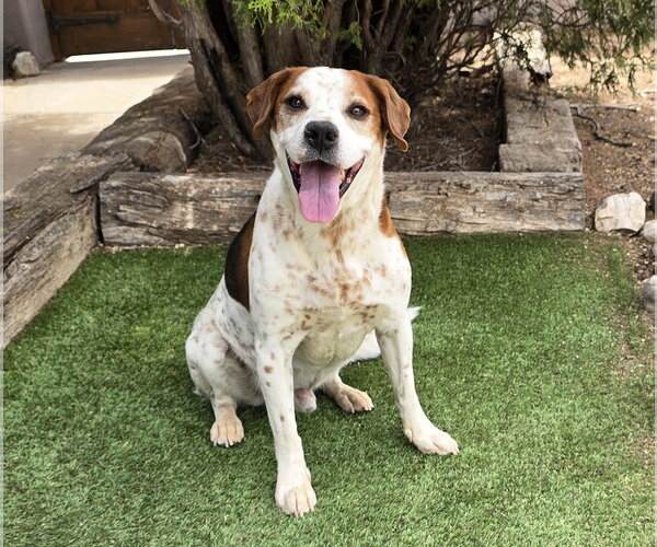 Medium Photo #6 Beagle-Unknown Mix Puppy For Sale in Albuquerque, NM, USA