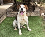Small #5 Beagle Mix