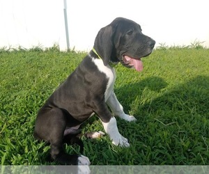 Great Dane Puppy for sale in LEVITTOWN, PA, USA