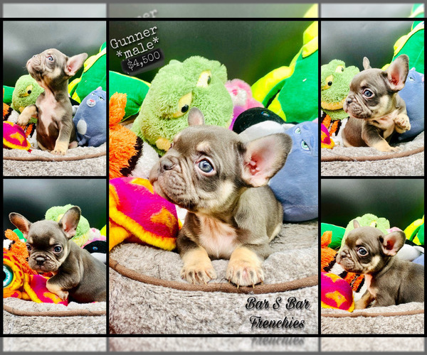 Medium Photo #5 French Bulldog Puppy For Sale in BELLVILLE, TX, USA