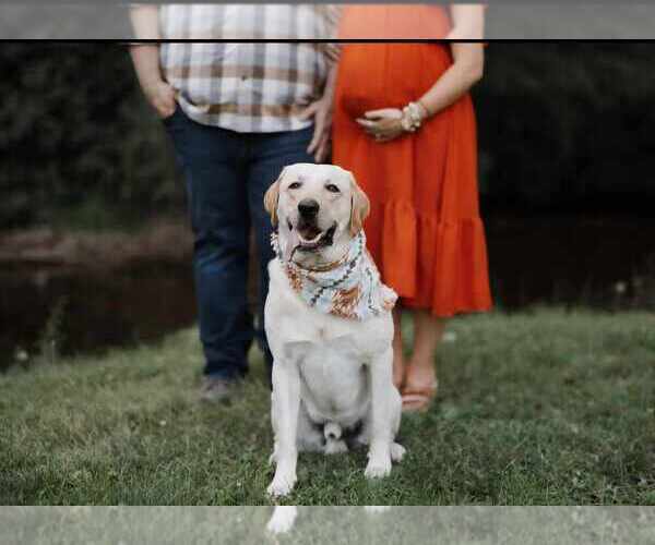 Medium Photo #3 Labrador Retriever Puppy For Sale in CHICORA, PA, USA