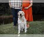 Small #2 Labrador Retriever