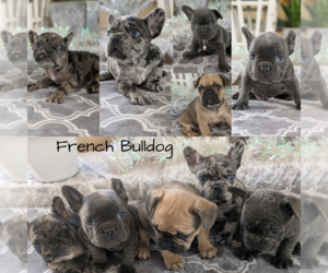 French Bulldog Puppy for Sale in GOSHEN, Indiana USA