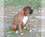 Small Photo #3 Boxer Puppy For Sale in PINE GROVE, PA, USA