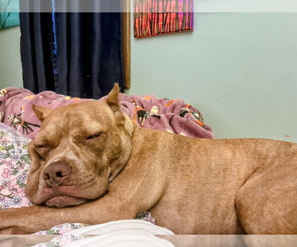 Medium Photo #9 American Pit Bull Terrier-Unknown Mix Puppy For Sale in Rockaway, NJ, USA