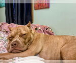Small #8 American Pit Bull Terrier Mix