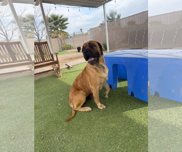 Medium Photo #6 Mastiff Puppy For Sale in Goodyear, AZ, USA