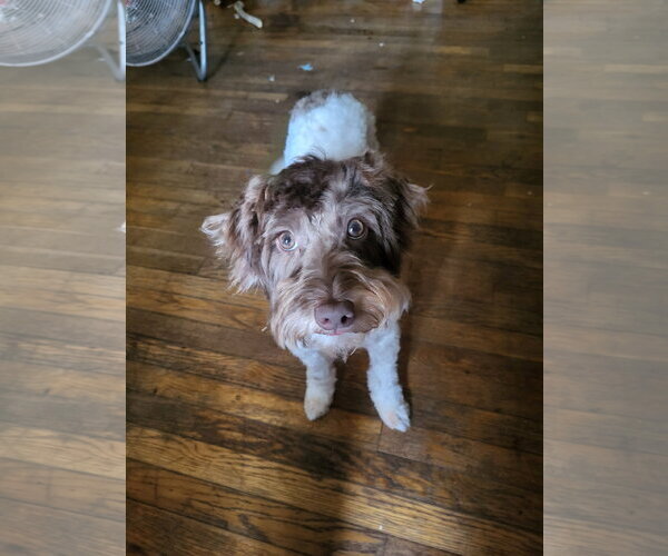 Medium Photo #5 Mutt Puppy For Sale in Tenafly, NJ, USA