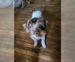 Small #4 Mutt