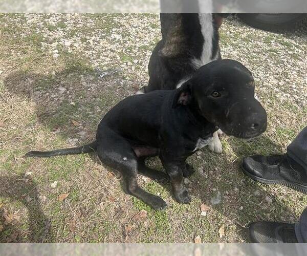 Medium Photo #1 American Pit Bull Terrier-Unknown Mix Puppy For Sale in Houston, TX, USA