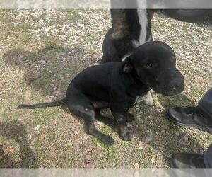 American Pit Bull Terrier-Unknown Mix Dogs for adoption in Houston, TX, USA