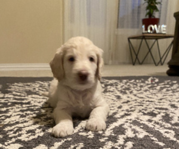 Medium Photo #3 Goldendoodle Puppy For Sale in ROANOKE, TX, USA
