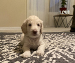 Small Photo #3 Goldendoodle Puppy For Sale in ROANOKE, TX, USA