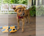 Small #6 Golden Retriever Mix