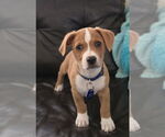 Small #1 Labrador Retriever Mix