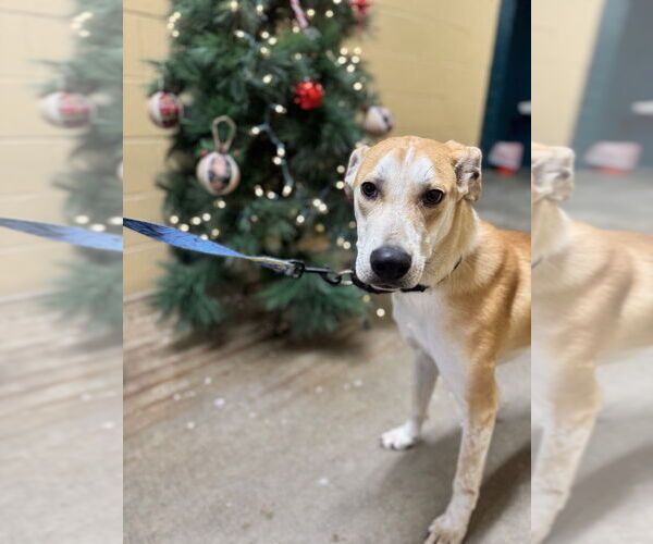 Medium Photo #4 Mutt Puppy For Sale in Elmsford, NY, USA