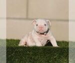STORMY - Female English Bulldog Puppy for Sale - Small photo