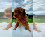 Small #3 Poodle (Toy)