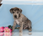 Small Photo #3 Great Dane Puppy For Sale in SHILOH, OH, USA