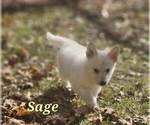 Small #14 German Shepherd Dog-Siberian Husky Mix